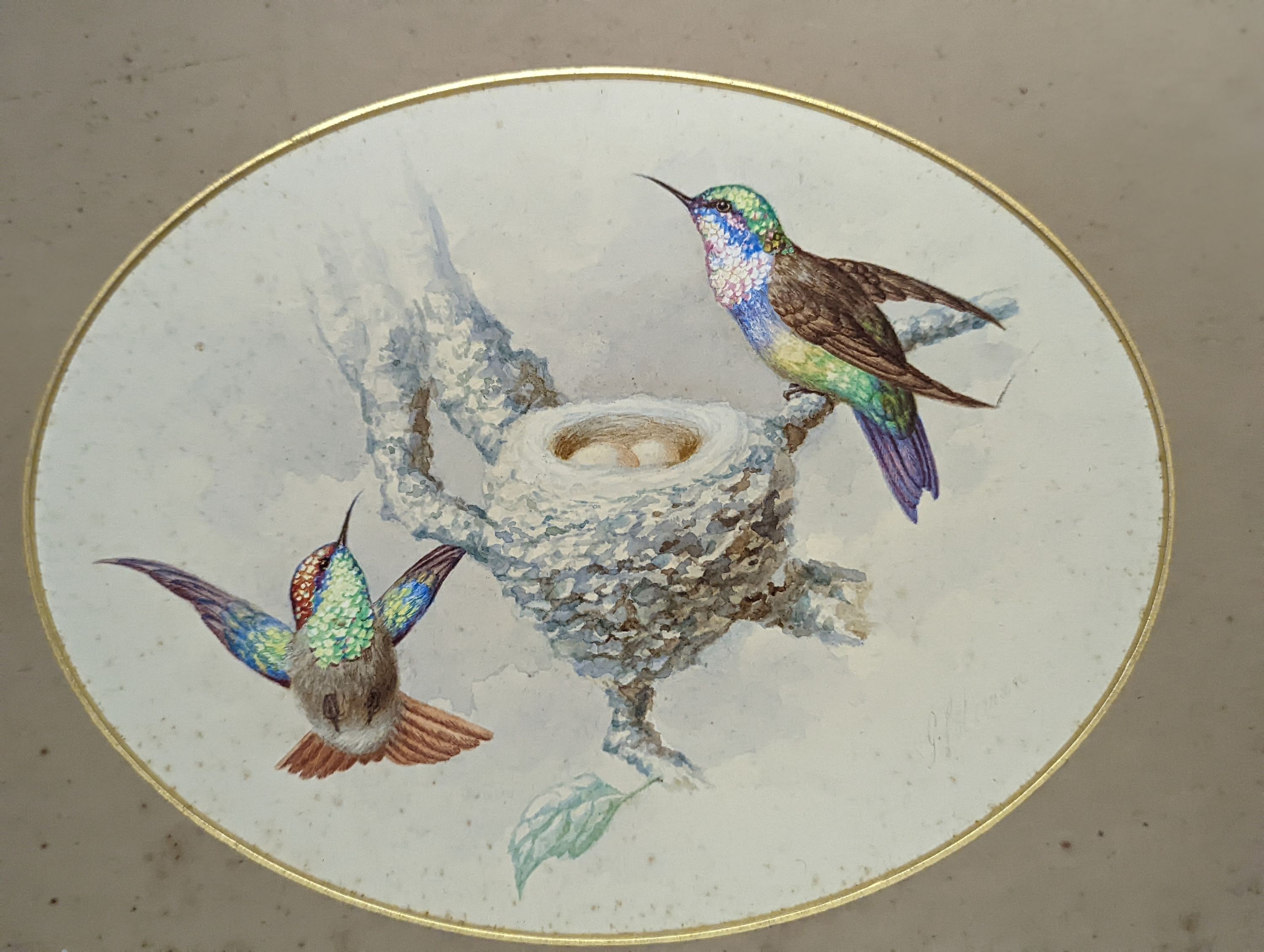 G. Coleman (19th C.), pair of watercolours, Hummingbirds beside nests, signed, 16 x 21cm, unframed